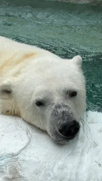 恩賜上野動物園に投稿された画像（2026/6/28）