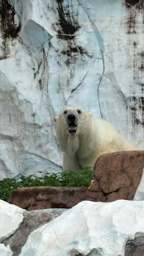 恩賜上野動物園に投稿された画像（2026/6/28）
