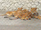 群馬サファリパークに投稿された画像（2026/6/28）