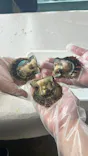 真珠工房 真珠の里に投稿された画像（2026/6/28）