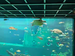 箱根園水族館に投稿された画像（2026/6/28）