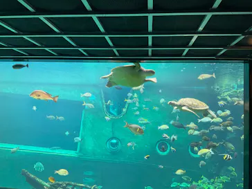 箱根園水族館に投稿された画像（2026/6/28）