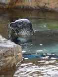 しながわ水族館に投稿された画像（2026/6/28）