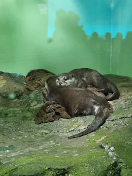 しながわ水族館に投稿された画像（2026/6/28）