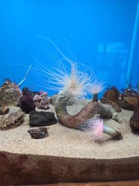 しながわ水族館に投稿された画像（2026/6/28）
