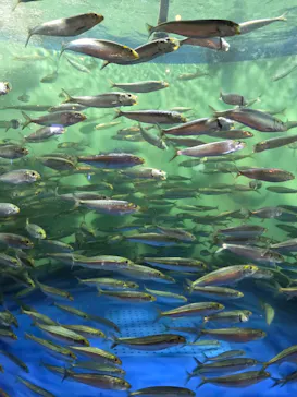 しながわ水族館に投稿された画像（2026/6/28）