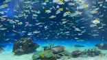 サンシャイン水族館に投稿された画像（2026/6/28）