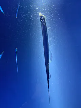 サンシャイン水族館に投稿された画像（2026/6/28）