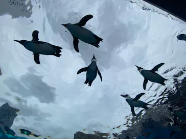 サンシャイン水族館に投稿された画像（2026/6/28）