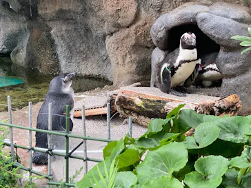 サンシャイン水族館に投稿された画像（2026/6/28）