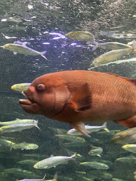サンシャイン水族館に投稿された画像（2026/6/28）