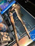 国立科学博物館に投稿された画像（2026/6/28）