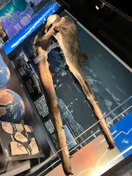国立科学博物館に投稿された画像（2026/6/28）