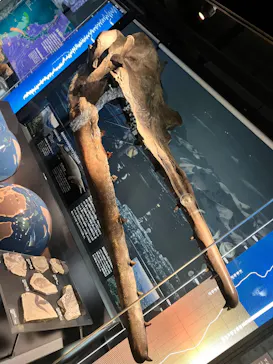 国立科学博物館に投稿された画像（2026/6/28）