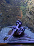 仙台うみの杜水族館に投稿された画像（2026/6/28）