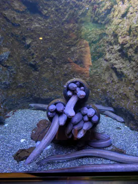 仙台うみの杜水族館に投稿された画像（2026/6/28）