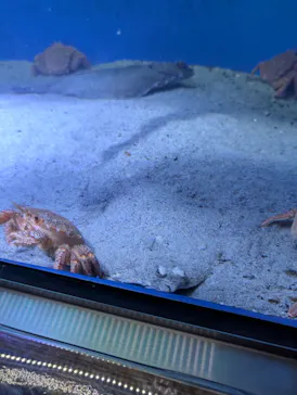 仙台うみの杜水族館に投稿された画像（2026/6/28）