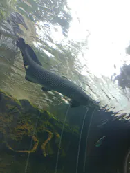 栃木県なかがわ水遊園に投稿された画像（2026/6/28）