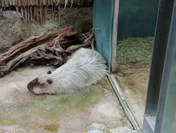 栃木県なかがわ水遊園に投稿された画像（2026/6/28）