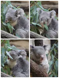 名古屋市東山動植物園に投稿された画像（2026/6/28）