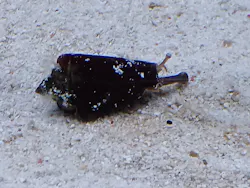 すみだ水族館に投稿された画像（2026/6/28）