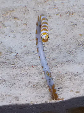 すみだ水族館に投稿された画像（2026/6/28）