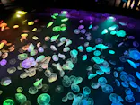 すみだ水族館に投稿された画像（2026/6/28）