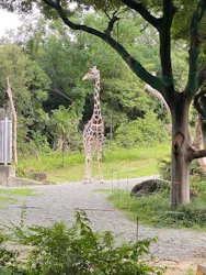 天王寺動物園に投稿された画像（2026/6/28）