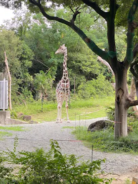 天王寺動物園に投稿された画像（2026/6/28）