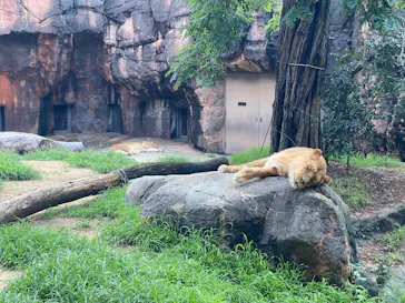 天王寺動物園に投稿された画像（2026/6/28）