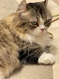 猫カフェモカ　イオンモール幕張新都心店に投稿された画像（2026/6/28）