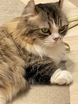 猫カフェモカ　イオンモール幕張新都心店に投稿された画像（2026/6/28）