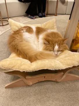 猫カフェモカ　イオンモール幕張新都心店に投稿された画像（2026/6/28）
