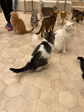猫カフェモカ　イオンモール幕張新都心店に投稿された画像（2026/6/28）