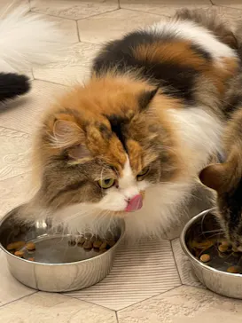 猫カフェモカ　イオンモール幕張新都心店に投稿された画像（2026/6/28）