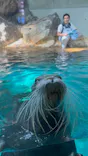 大分マリーンパレス水族館 「うみたまご」に投稿された画像（2026/6/29）