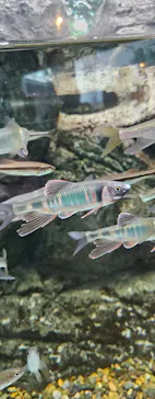 しながわ水族館に投稿された画像（2026/6/28）