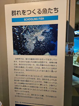 しながわ水族館に投稿された画像（2026/6/28）
