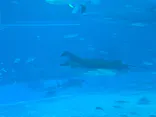 沖縄美ら海水族館に投稿された画像（2026/6/29）