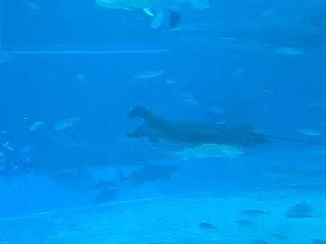 沖縄美ら海水族館に投稿された画像（2026/6/28）