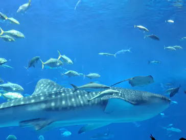 沖縄美ら海水族館に投稿された画像（2026/6/28）