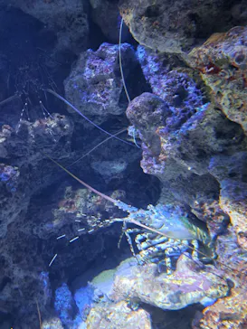 沖縄美ら海水族館に投稿された画像（2026/6/28）