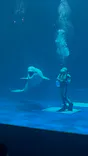 島根県立 しまね海洋館に投稿された画像（2026/6/29）