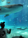 沖縄美ら海水族館に投稿された画像（2026/6/29）