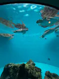 沖縄美ら海水族館に投稿された画像（2026/6/29）