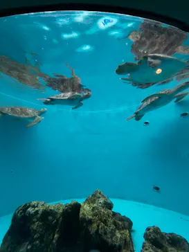沖縄美ら海水族館に投稿された画像（2026/6/29）