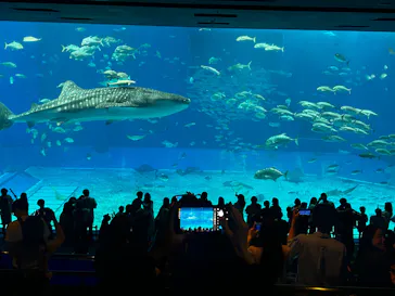 沖縄美ら海水族館に投稿された画像（2026/6/29）