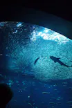 アクアワールド茨城県大洗水族館に投稿された画像（2026/6/29）