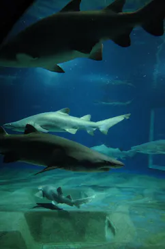 アクアワールド茨城県大洗水族館に投稿された画像（2026/6/29）