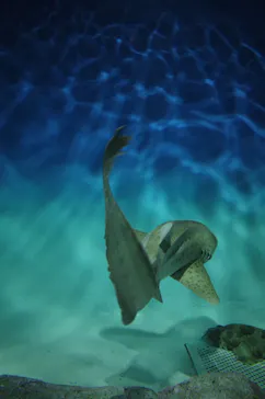 アクアワールド茨城県大洗水族館に投稿された画像（2026/6/29）